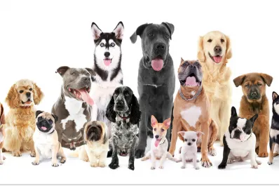 ¿Cuál es la raza más inteligente del mundo?: no es el border collie ni el pastor alemán