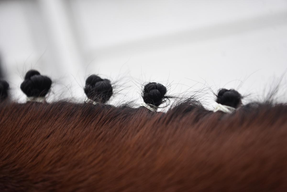 Los cuidadores le realizan ciertos peinados a los caballos; en este caso, el equino tiene unos rodetes.