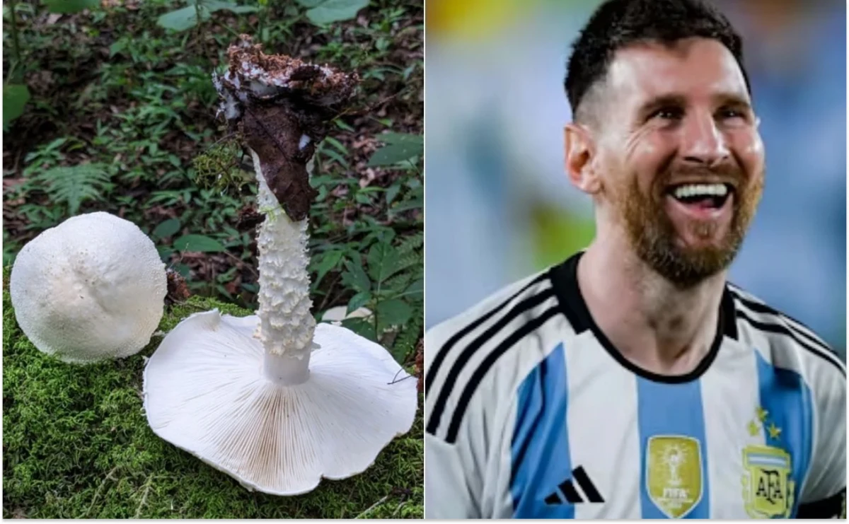 Científicos descubrieron una especie de hongo en Salta y lo llamaron Lionel Messi