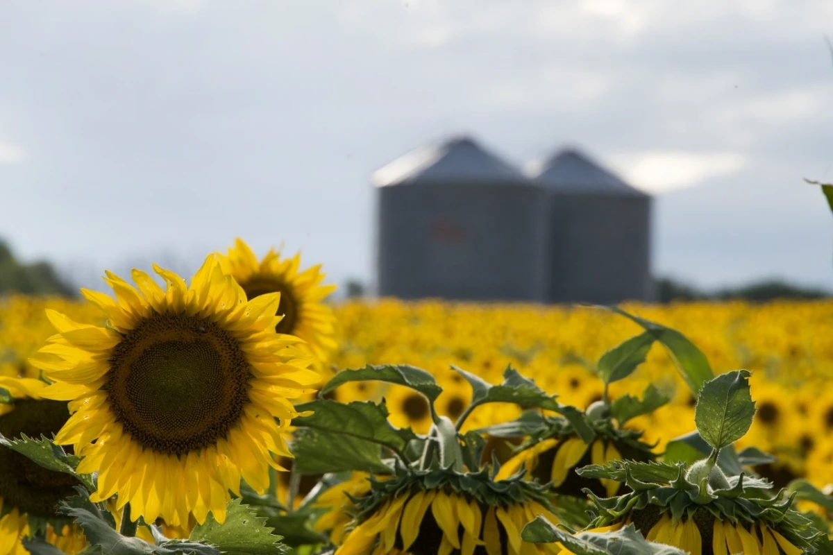 Cultivo de girasol. AGRICULTURA