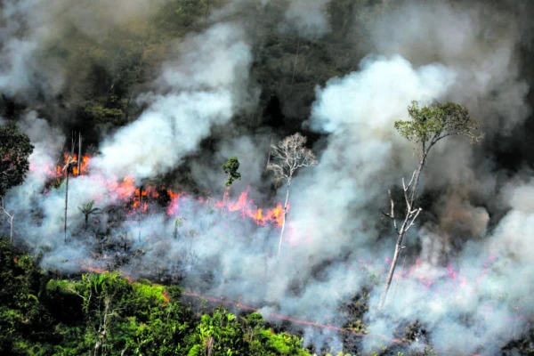 La destrucción de bosques tropicales en el mundo alcanzó un récord en 2024