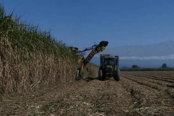 El volumen de caña disponible será inferior a lo previsto para esta zafra