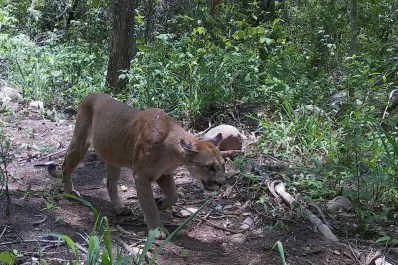 “Tenemos un arca de Noé y no la habíamos visto”: la propuesta de ProYungas para conservar la biodiversidad en Tucumán