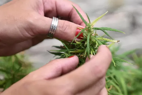 El Gobierno flexibilizó los requisitos para acceder al cannabis medicinal mediante Reprocann