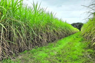 El rinde sacarino muestra una calidad de casi 1% por arriba de la media del último lustro