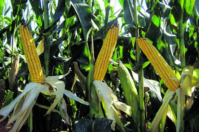 Informe de la Eeaoc sobre el estado de los granos en Tucumán