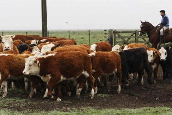 Como excepción, se podrá trasladar bovinos no vacunados