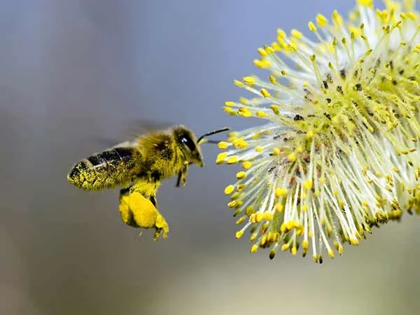 Las abejas, y su lazo vital con el hombre