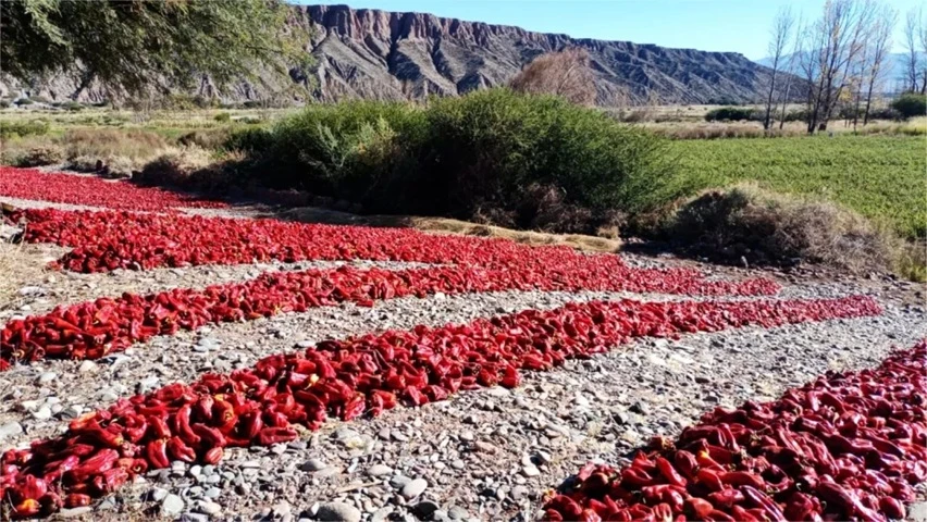 Récord de certificaciones: Argentina avanza en el reconocimiento de sus agroalimentos