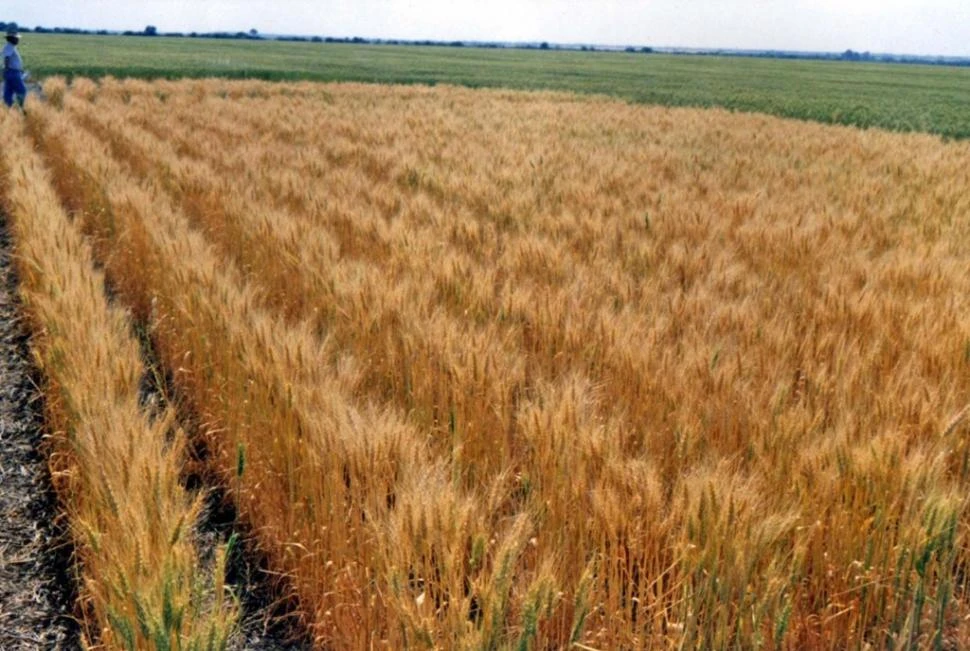 ESCENARIO. La campaña de trigo podría ser bastante prometedora, teniendo en cuenta el importante avance de la trilla de soja en la provincia y las lluvias de fines del verano y durante este otoño.