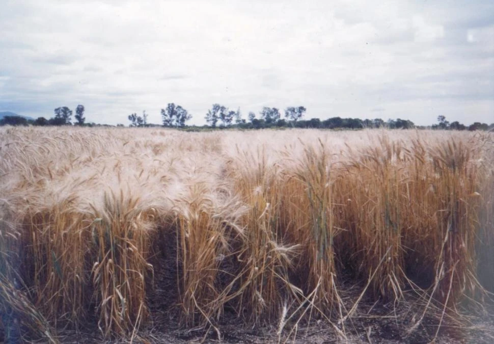 CULTIVO. Estimaron los gastos de barbecho a cosecha de esta campaña.