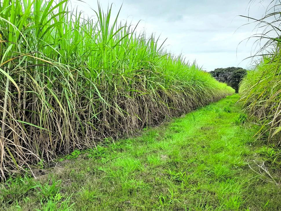 SACARINOS. El Grupo Cultivos Industriales del INTA EEA Famaillá estimó la evolución de los rindes.