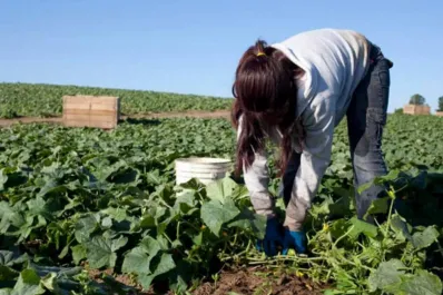 Régimen jubilatorio especial: trabajadores rurales