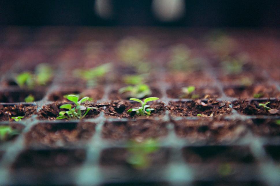OBJETIVOS. Los ensayos continuarán hasta obtener las plantas ideales.