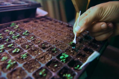 Del laboratorio al productor: así trabajan para obtener una stevia tucumana de alta calidad