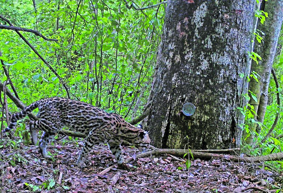 OCELOTE. El felino fue fotografiado el pasado 9 de mayo.