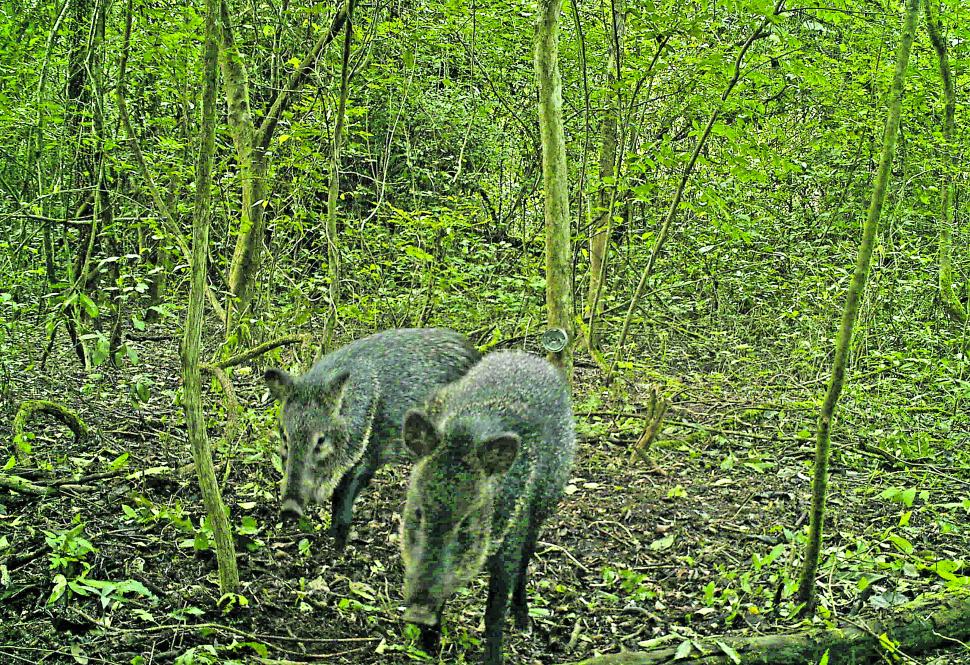 PECARÍES DE COLLAR. Imagen captada el 6 de julio de 2024.