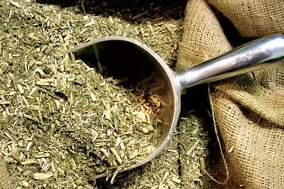 El mate es uno de los grandes aliados contra las enfermedades.