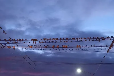 Vuelos y clases canceladas: dos pueblos argentinos sufren el acoso de un grupo de loros