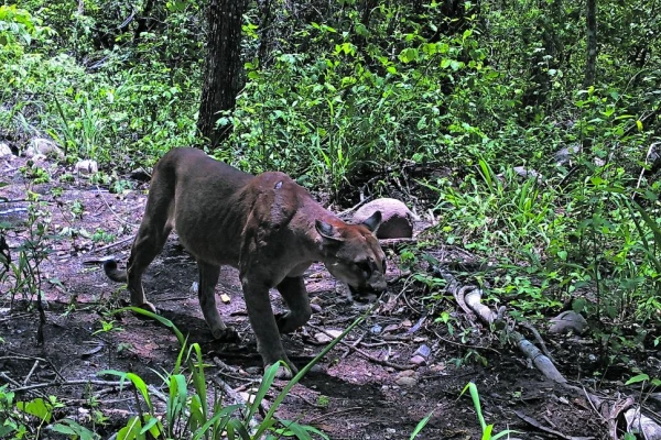 Como un “arca de Noé” en la yunga tucumana