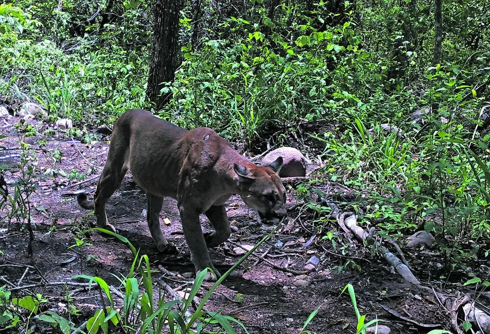 PUMA. Foto tomada el 21 de diciembre de 2021 en la selva tucumana. proyecto proyungas