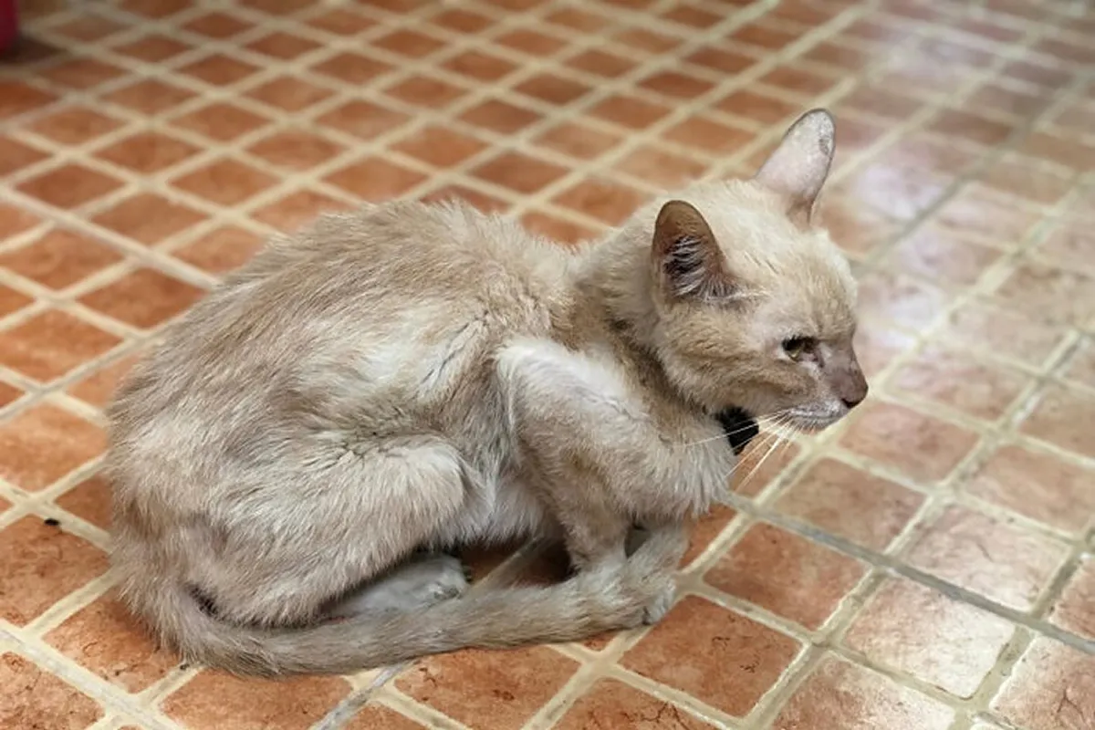 La pérdida de peso repentina es una de las señales de que un gato puede estar enfermo.