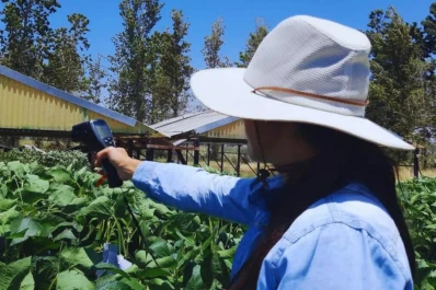 Soja: el nitrógeno podría ayudar a mitigar el impacto de la sequía