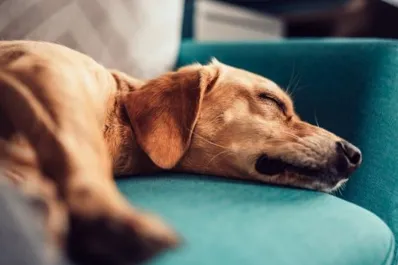 Dónde deben dormir los perros con las bajas temperaturas: lo que recomiendan los veterinarios