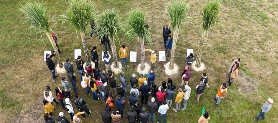 DÍA DE CAMPO DE LA EEAOC. La nueva variedad de caña de azúcar fue desarrollada durante 14 años de investigación.