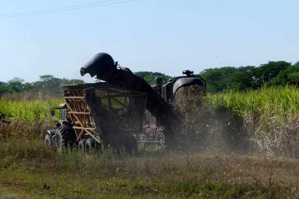 ANÁLISIS. El informe de la consultora Arquímedes Carrizo y Asociados estimó una producción nacional de 2,79 millones de toneladas de azúcar.
