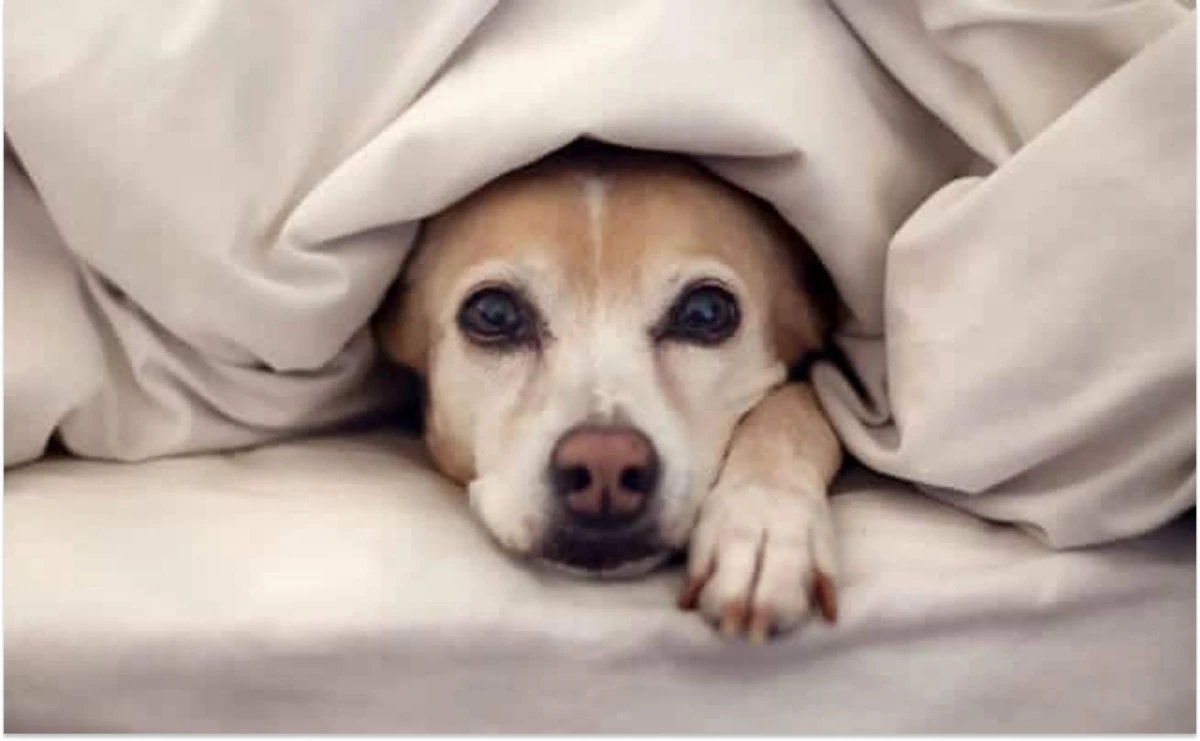 Cómo afecta el frío a los perros: cuáles son los síntomas y cómo proteger a tu mascota