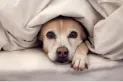 Cómo afecta el frío a los perros: cuáles son los síntomas y cómo proteger a tu mascota