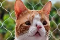 La historia del gatito tucumano con hidrocefalia que conquistó a millones de personas en las redes: Nos dijeron que no iba a sobrevivir