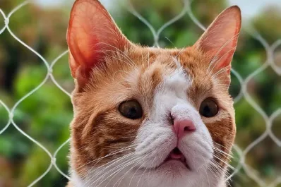 La historia del gatito tucumano con hidrocefalia que conquistó a millones de personas en las redes: Nos dijeron que no iba a sobrevivir