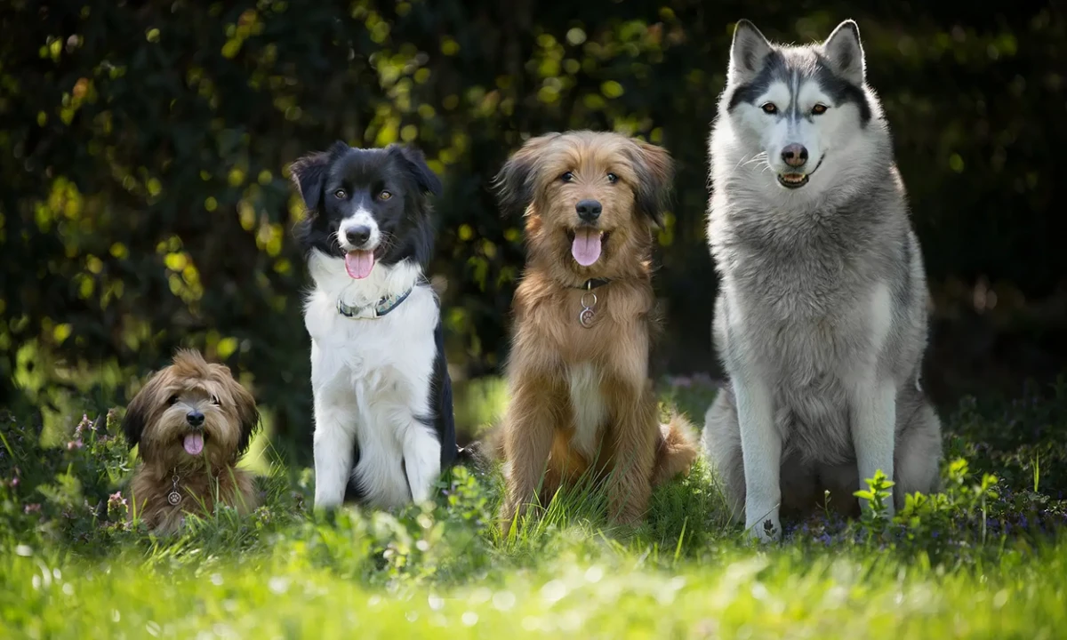 Una lista para tener en cuenta y evitar que tu mascota se exponga a temperaturas inclementes.