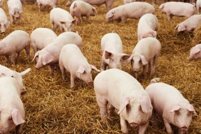 Establecieron medidas para la prevención de la triquinosis en la producción porcina