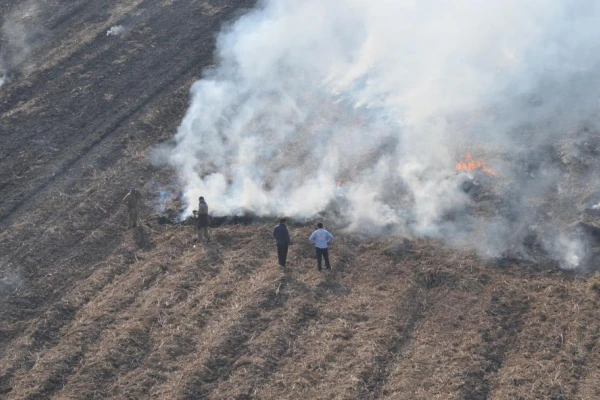 Sin fuego en los cañaverales: en Tucumán se certificaron más de 60.000 hectáreas en 2024
