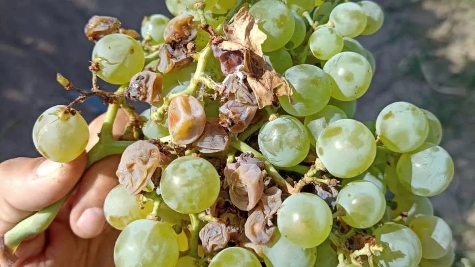 PLAGA. Lobesia botrana es conocida como la polilla de la vid.