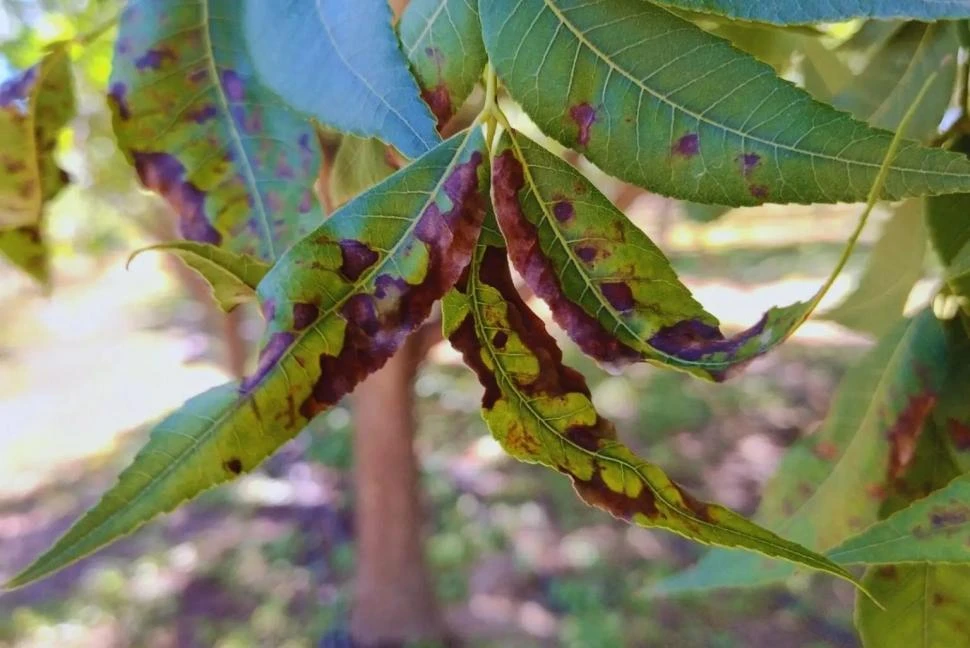 Protección vegetal: desarrollan una herramienta para cuantificar la mancha negra del pecán