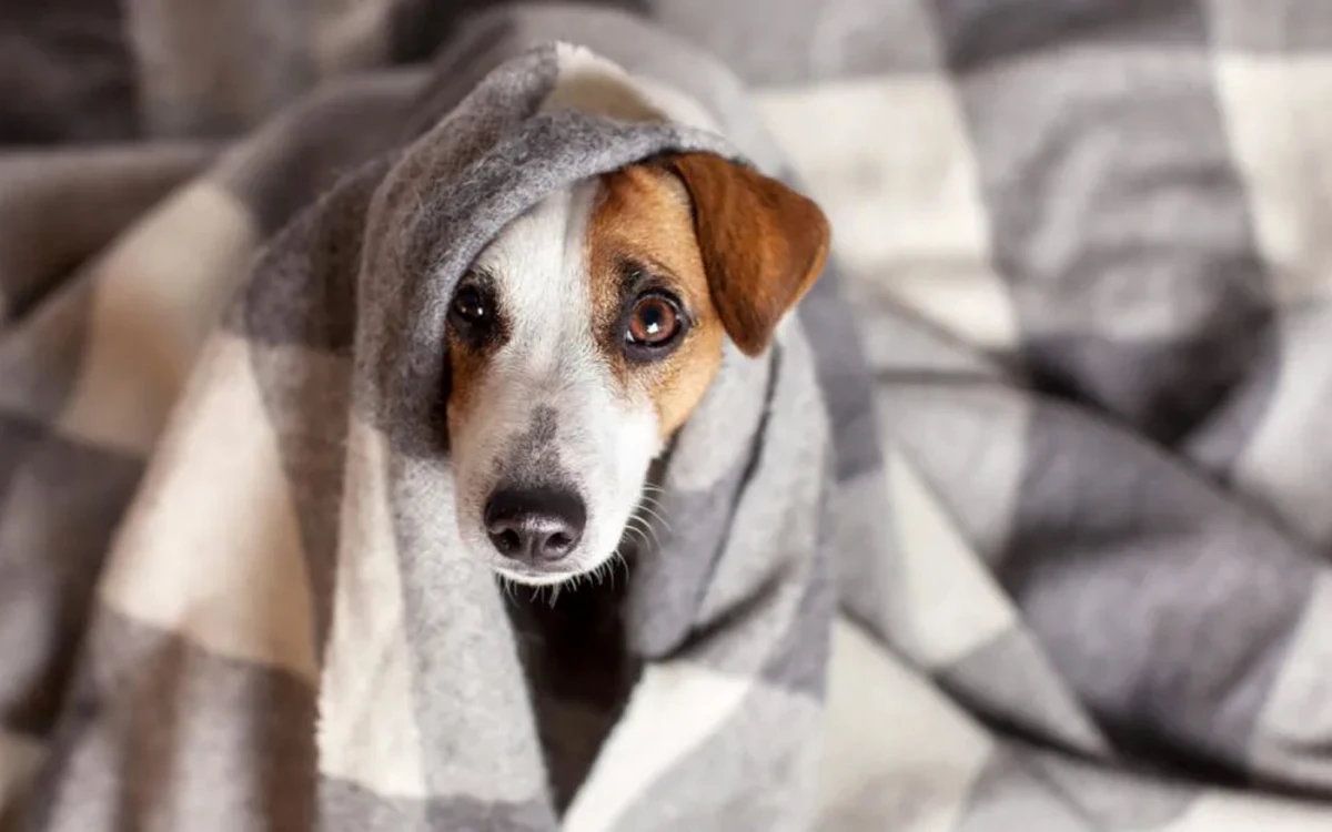 ¿Cuáles son los perros que necesitan usar abrigo, según una veterinaria?