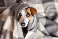 ¿Cuáles son los perros que necesitan usar abrigo, según una veterinaria?