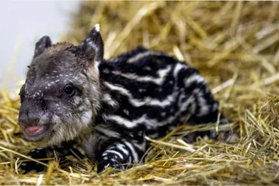 Un mamífero gigante volvió a aparecer luego de 100 años sin registros en una zona de Brasil
