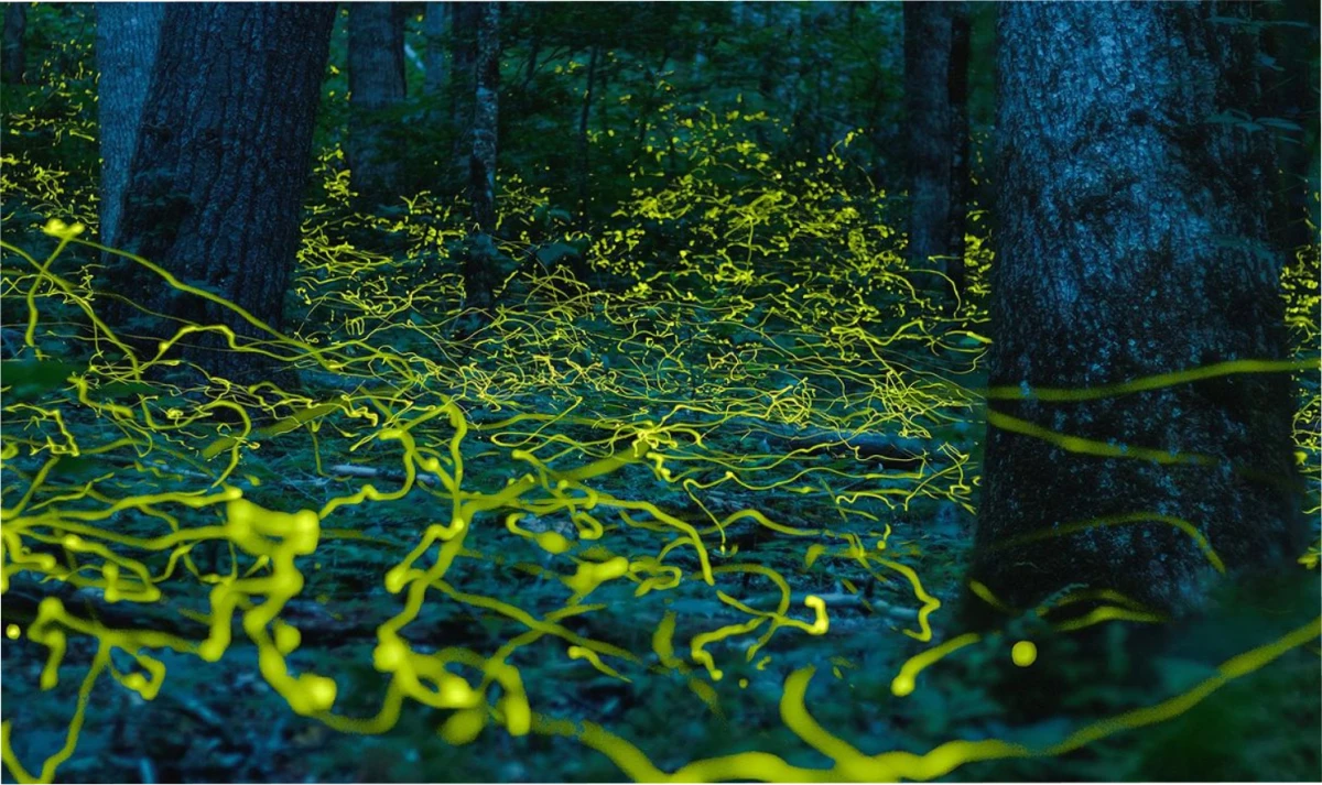 Los fantasmas azules brillan luego del huracán Helene. Foto: BBC News.