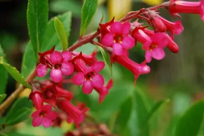 Así es el arbusto todoterreno que revolucionará tu jardín sin exigirte demasiado