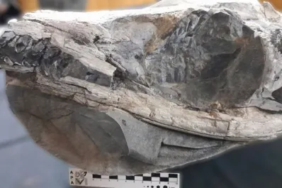 Científicos argentinos encuentran el cráneo y restos de un milenario cocodrilo marino