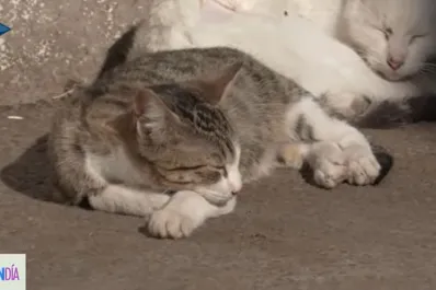 Donde hay gatos, hay historias: el hospital tucumano que aprendió a convivir con ellos
