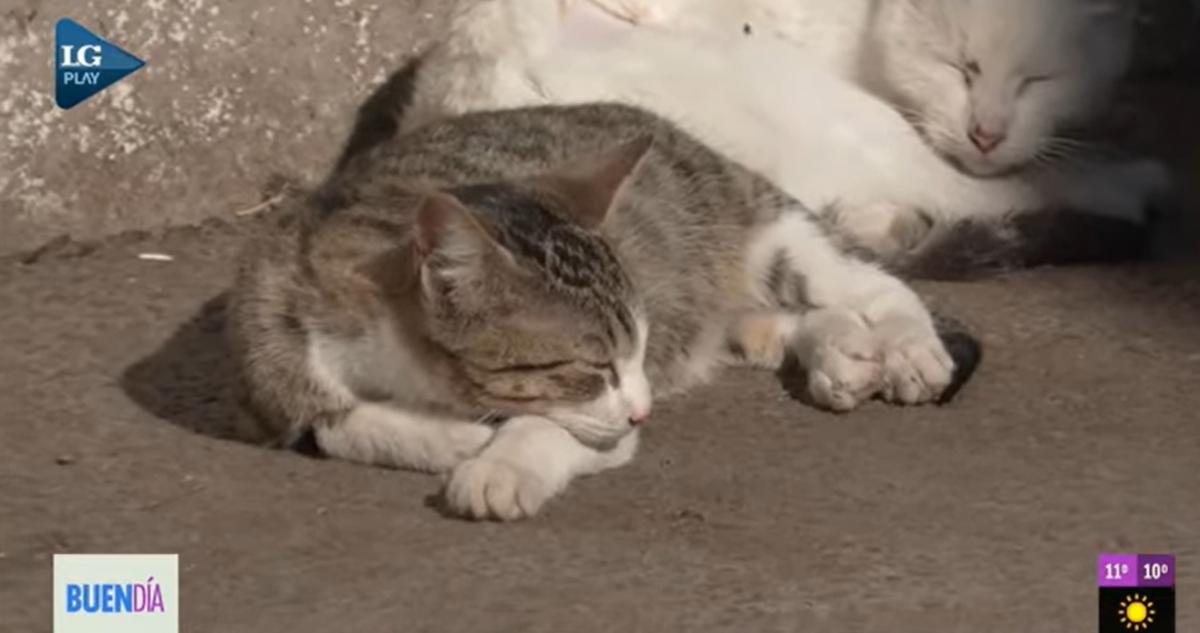 captura de video