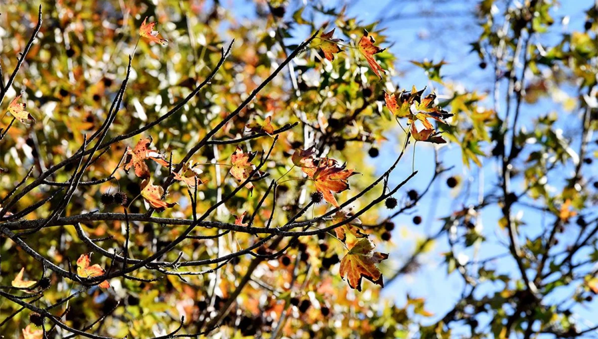 SOLEADO. Las primeras horas del viernes los rayos del sol se hicieron sentir en Tucumán.