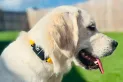 La IA llegó a las mascotas: cómo funciona el nuevo collar inteligente para perros y gatos