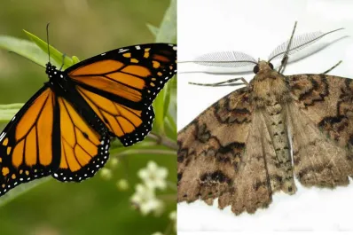 Con sello tucumano, Argentina marca un hito científico: hallan el rastro más antiguo de mariposas